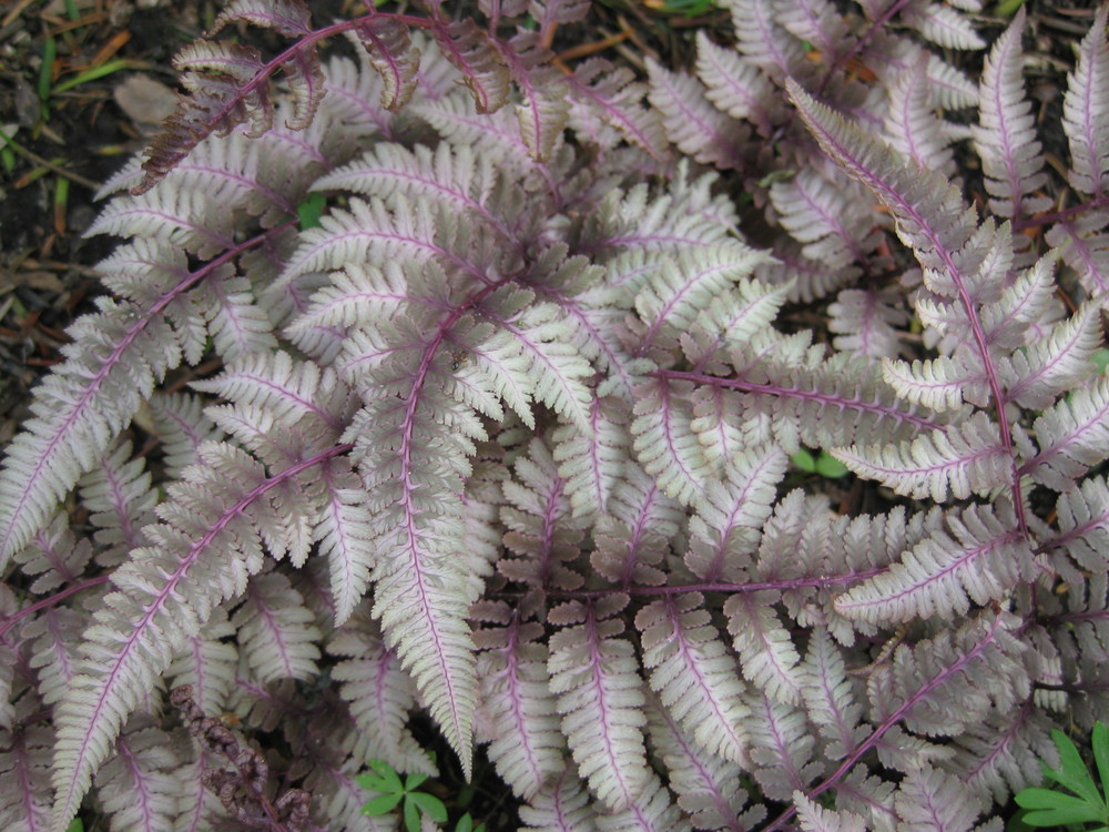 Кочедыжник ниппонский Пьютер Лейс (Athyrium nipponicum 'Pewter Lace')