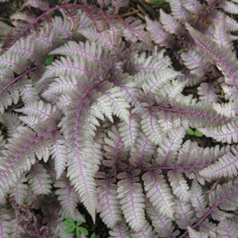 Кочедыжник ниппонский Пьютер Лейс (Athyrium nipponicum 'Pewter Lace')