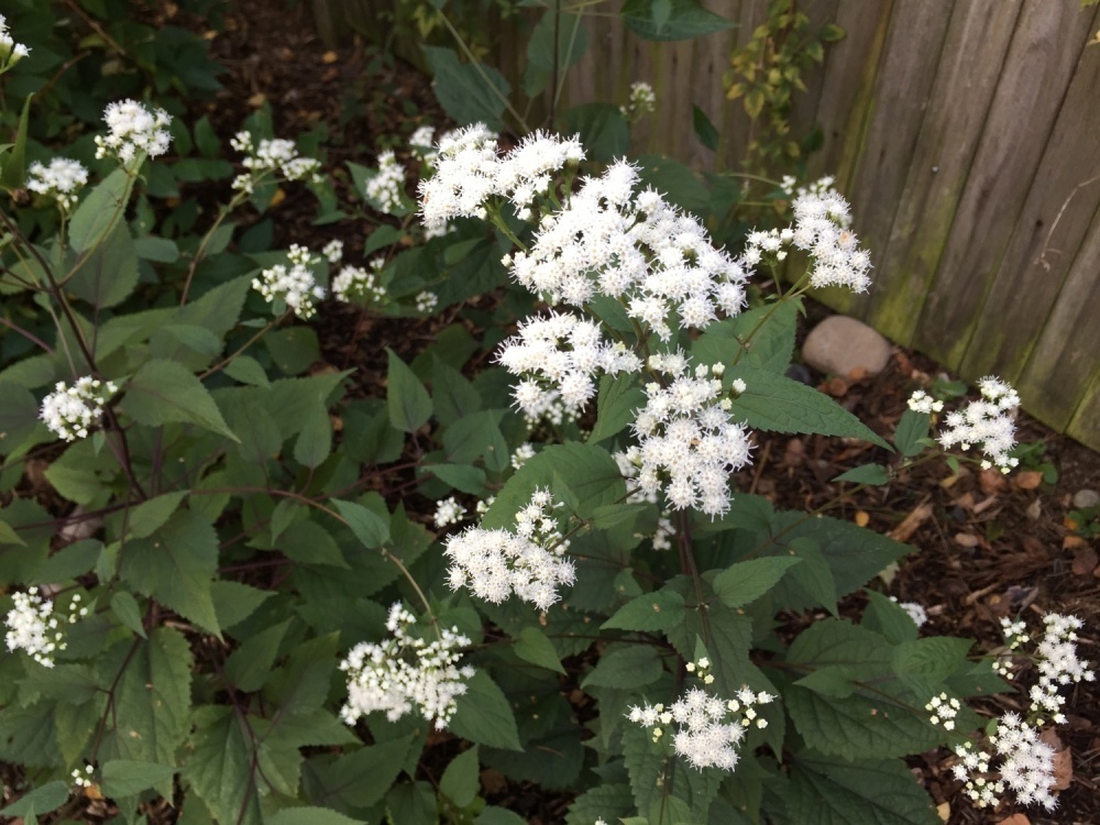 Посконник морщинистый (Eupatorium rugosum)
