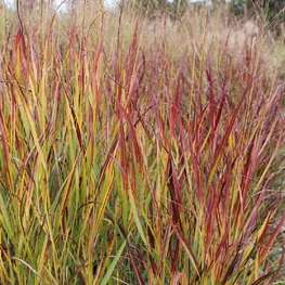 Просо прутьевидное Шенандоа (Panicum virgatum 'Shenandoah')