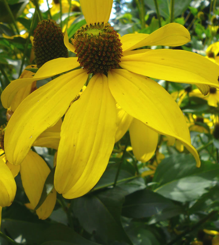 Рудбекия глянцевитая Хербстсонне (Rudbeckia nitida 'Herbstsonne')