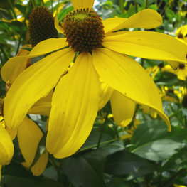 Рудбекия глянцевитая Хербстсонне (Rudbeckia nitida 'Herbstsonne')