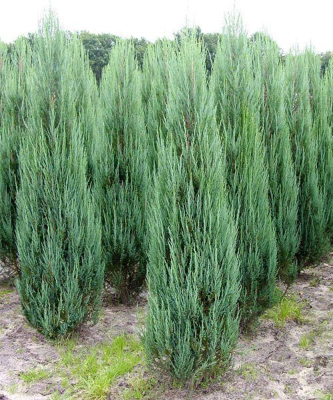 Можжевельник скальный Блю Арроу (Juniperus scopulorum 'Blue Arrow')