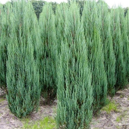 Можжевельник скальный Блю Арроу (Juniperus scopulorum 'Blue Arrow')