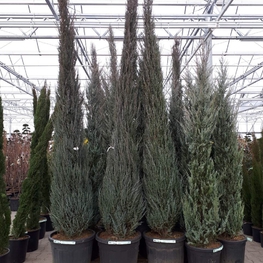 Можжевельник скальный Блю Арроу (Juniperus scopulorum 'Blue Arrow')