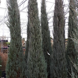 Можжевельник скальный Блю Арроу (Juniperus scopulorum 'Blue Arrow')