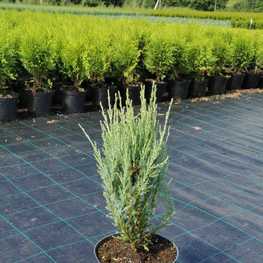 Можжевельник скальный Блю Арроу (Juniperus scopulorum 'Blue Arrow')
