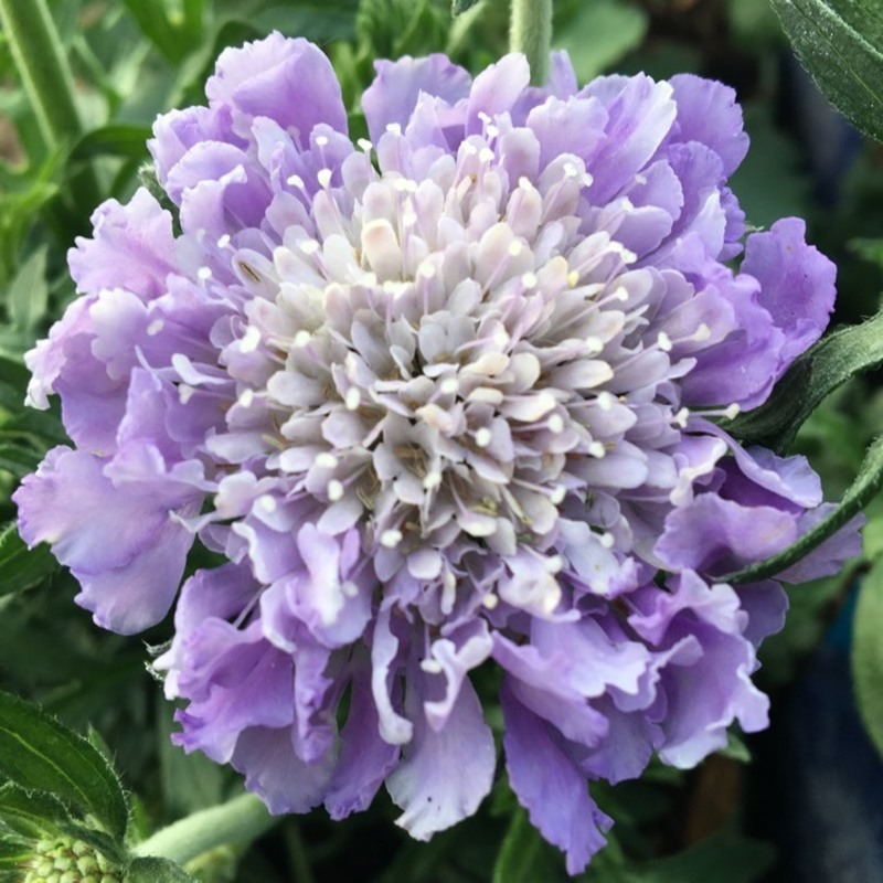 Скабиоза голубиная Марипоза Блю (Scabiosa columbaria 'Mariposa Blue')