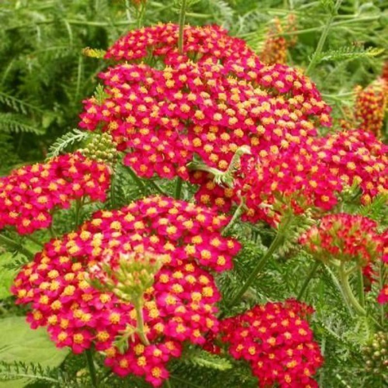 Тысячелистник обыкновенный (Achillea millefolium)