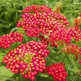 Тысячелистник обыкновенный (Achillea millefolium)