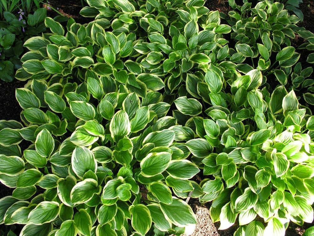 Хоста Соу Свит (Hosta 'So Sweet')