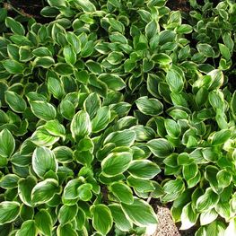 Хоста Соу Свит (Hosta 'So Sweet')