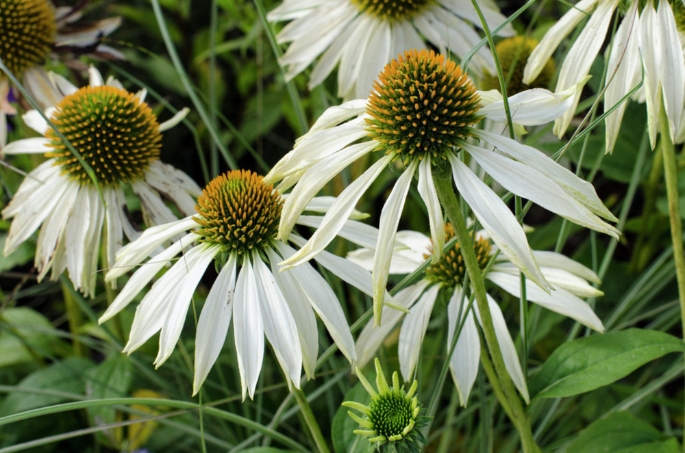 Эхинацея пурпурная Уайт (Echinacea purpurea 'White')