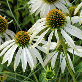 Эхинацея пурпурная Уайт (Echinacea purpurea 'White')