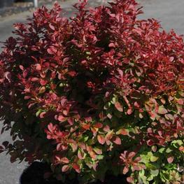 Барбарис Тунберга Ред Компакт (Berberis thunbergii 'Red Compact')