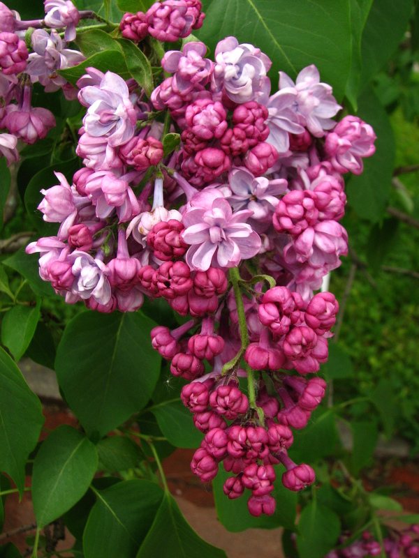 Сирень обыкновенная Поль Дешанель (Syringa vulgaris 'Paul Deschanel')