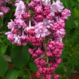 Сирень обыкновенная Поль Дешанель (Syringa vulgaris 'Paul Deschanel')