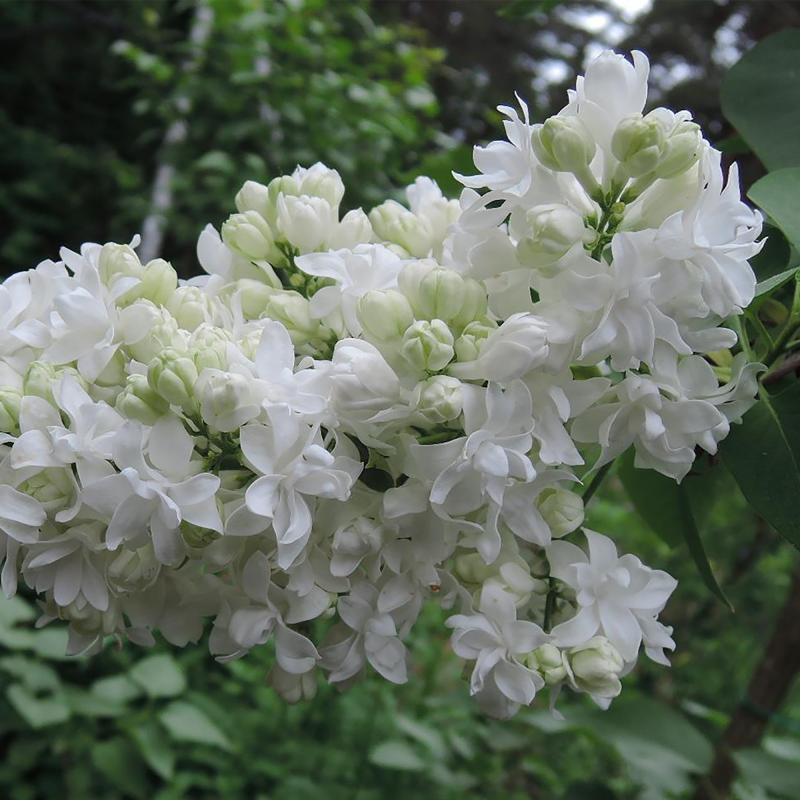 Сирень обыкновенная Сувенир Алисы Хардинг (Syringa vulgaris 'Souvenir d'Alice Harding')