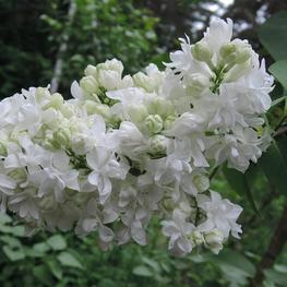Сирень обыкновенная Сувенир Алисы Хардинг (Syringa vulgaris 'Souvenir d'Alice Harding')