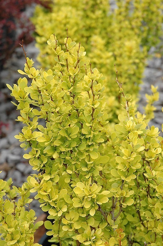 Барбарис Тунберга Голден Пиллар (Berberis thunbergii 'Golden Pillar')