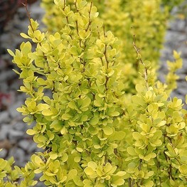 Барбарис Тунберга Голден Пиллар (Berberis thunbergii 'Golden Pillar')