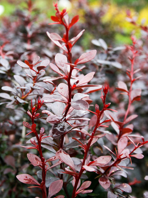 Барбарис Тунберга Ред Леди (Berberis thunbergii 'Red Lady')