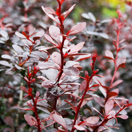 Барбарис Тунберга Ред Леди (Berberis thunbergii 'Red Lady')