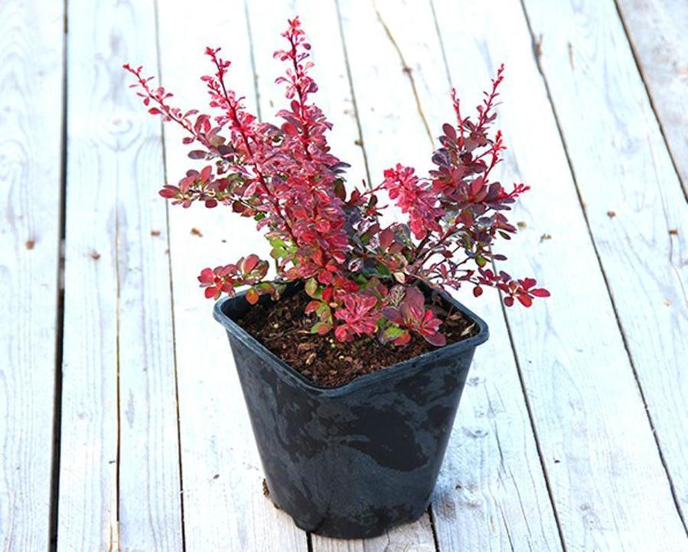 Барбарис Тунберга Розетта (Berberis thunbergii 'Rosetta')