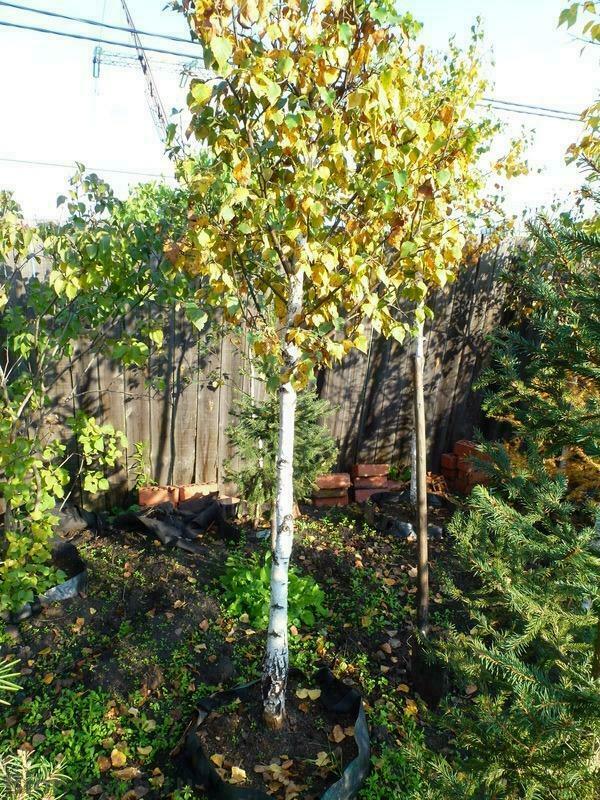 Береза бумажная (Betula papyrifera) ф. шар на штамбе