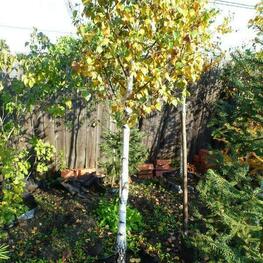 Береза бумажная (Betula papyrifera) ф. шар на штамбе