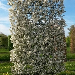 Яблоня Эверест (Malus 'Evereste')