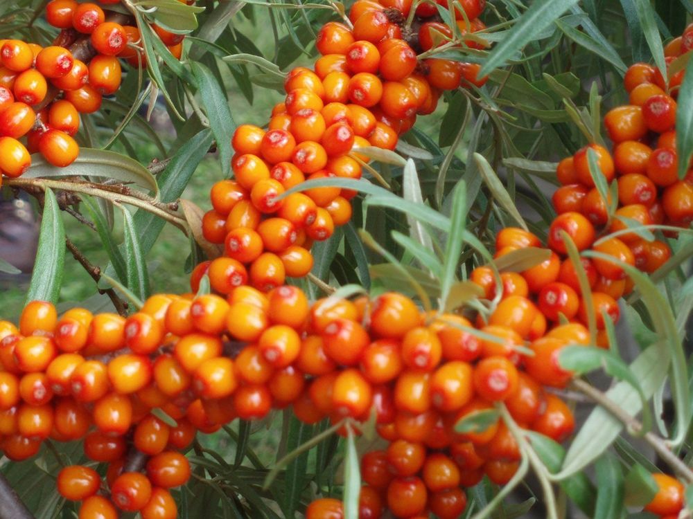 Облепиха крушиновидная Московская красавица (Hippophae rhamnoides 'Moskovskaya Krasavitsa')