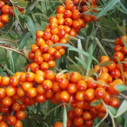 Облепиха крушиновидная Московская красавица (Hippophae rhamnoides 'Moskovskaya Krasavitsa')