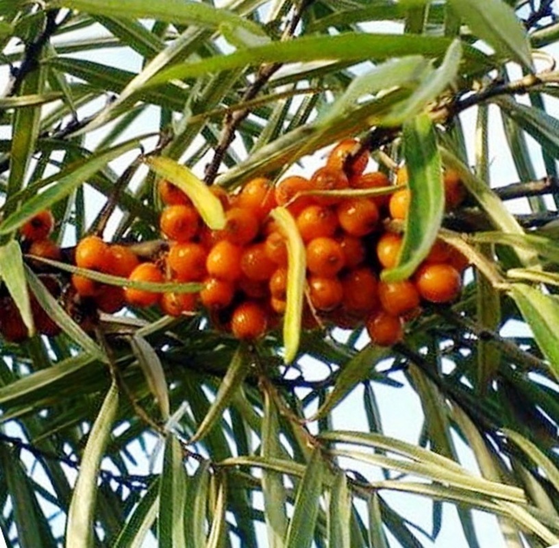 Облепиха Алей (Hippophae rhamnoides 'Alej') (Муж)