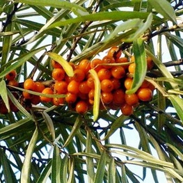 Облепиха Алей (Hippophae rhamnoides 'Alej') (Муж)