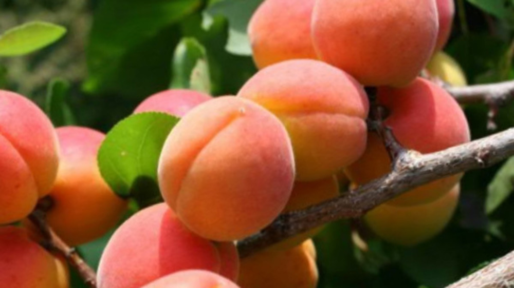Абрикос Жигулевский Сувенир (Prunus armeniaca 'Zhigulevsky Suvenir')