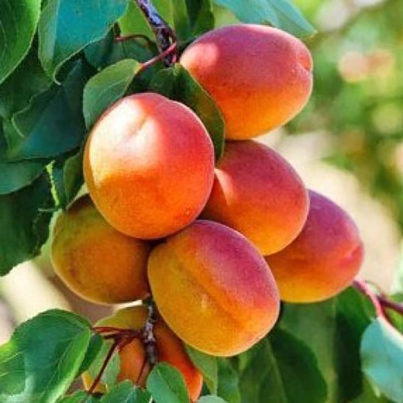 Абрикос Краснощекий (Prunus armeniaca 'Krasnoshchekiy')