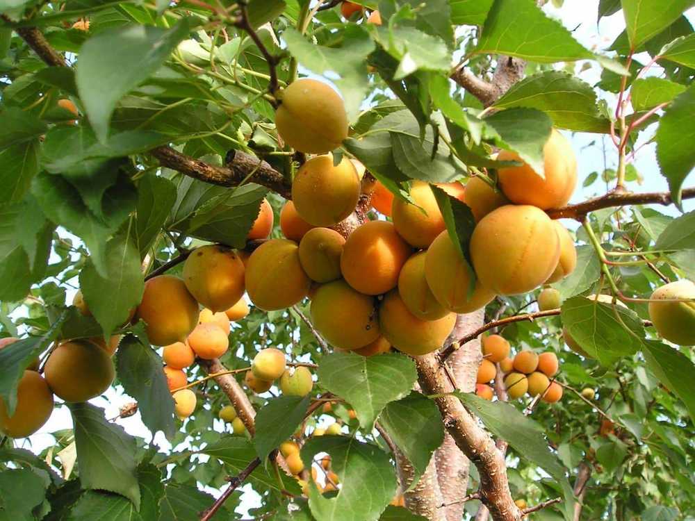 Абрикос Лель (Prunus armeniaca 'Lel')