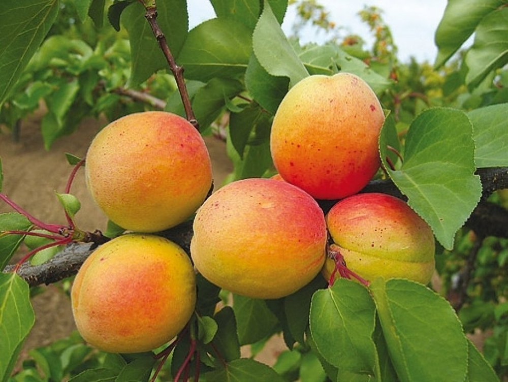 Абрикос Монастырский (Prunus armeniaca 'Monastyrskiy')