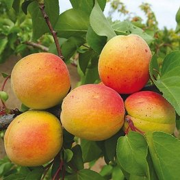 Абрикос Монастырский (Prunus armeniaca 'Monastyrskiy')