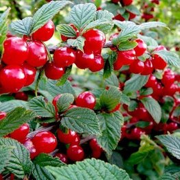 Вишня войлочная Сказка (Prunus tomentosa 'Skazka')