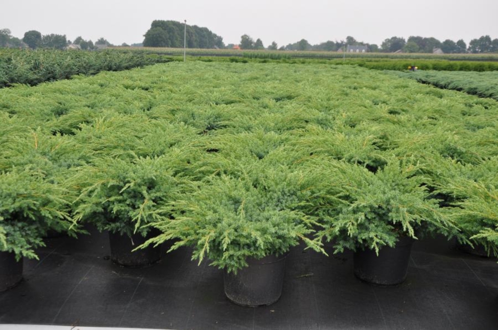 Можжевельник чешуйчатый Блю Свид (Juniperus squamata 'Blue Swede')