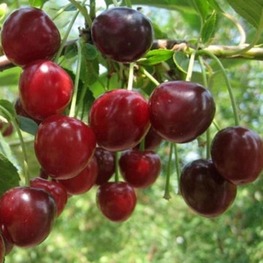 Вишня Гриот Московский (Prunus cerasus 'Griot Moskovskiy')