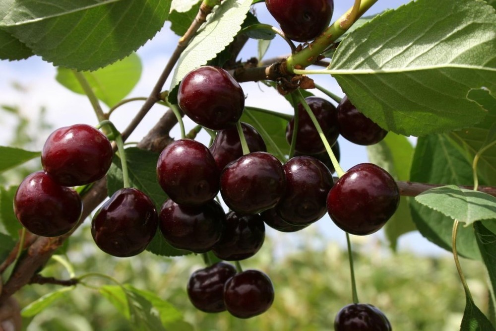 Вишня Кормилица ДЮК (Prunus x gondouinii 'Kormilitsa')