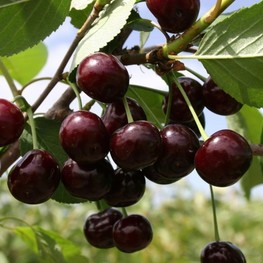 Вишня Кормилица ДЮК (Prunus x gondouinii 'Kormilitsa')