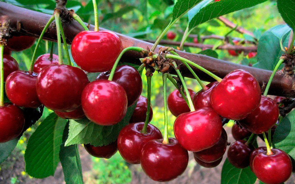 Вишня Малышка ДЮК (Prunus x gondouinii 'Malyshka')