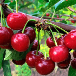 Вишня Малышка ДЮК (Prunus x gondouinii 'Malyshka')