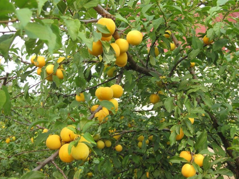 Алыча Царская (Prunus cerasifera 'Tsarskaya')