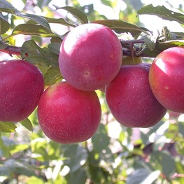 Алыча Генерал (Prunus cerasifera 'General')