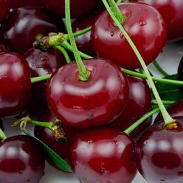 Вишня Чудо-вишня ДЮК (Prunus x gondouinii 'Chudo-vishnya')